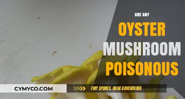 Exploring Edibility: Are Any Oyster Mushrooms Poisonous?