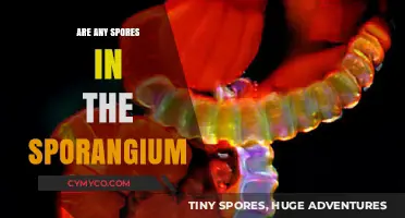 Exploring the Mysteries of Sporangium: A Deep Dive into Spores