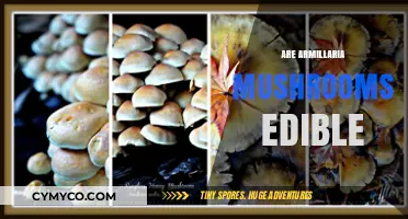 Are Armillaria Mushrooms Edible? A Guide to Safety and Identification