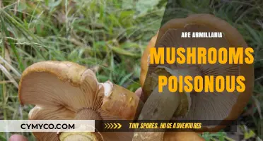 Exploring the Edibility of Armillaria Mushrooms: Poisonous or Safe?