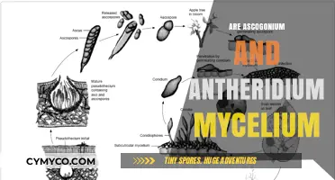 Exploring the Mycelial Nature of Ascogonium and Antheridium