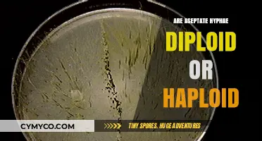 Understanding Aseptate Hyphae: Diploid or Haploid? A Detailed Exploration