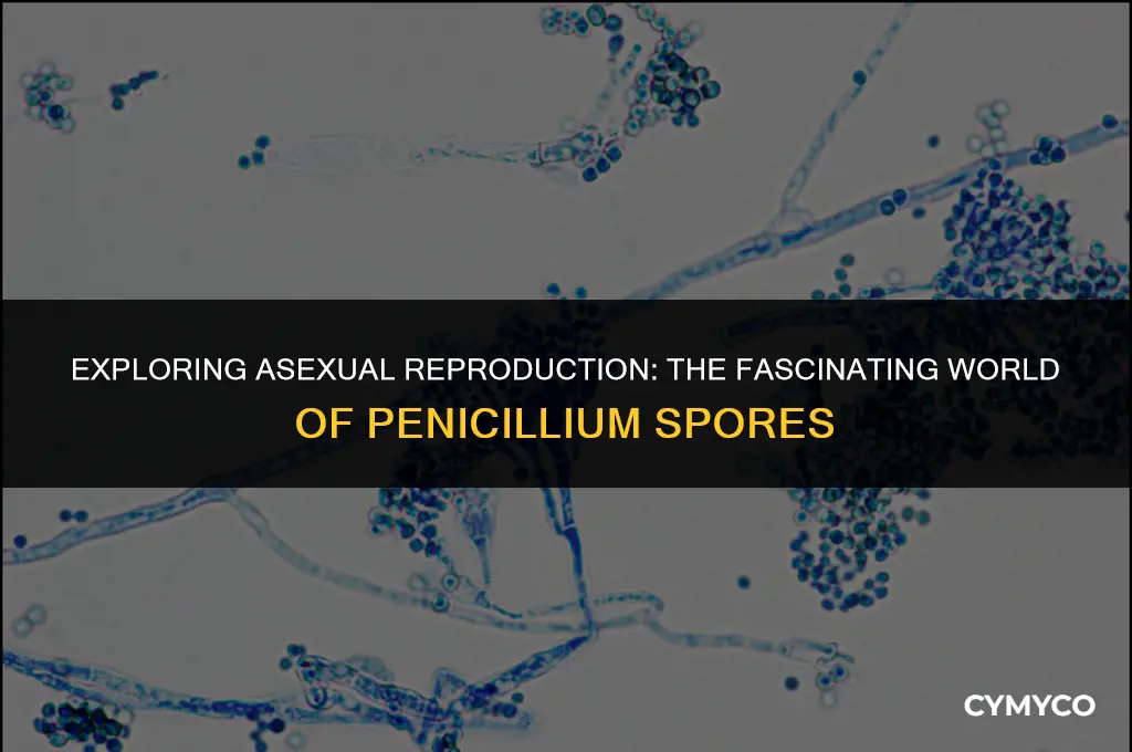 are asexually-produced spores of the penicillium fungus