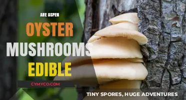 Exploring Edibility: Are Aspen Oyster Mushrooms Safe to Eat?