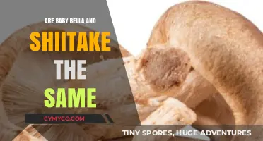 Exploring the Differences: Baby Bella vs Shiitake Mushrooms