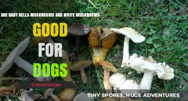Can Dogs Eat Baby Bella and White Mushrooms? A Complete Guide