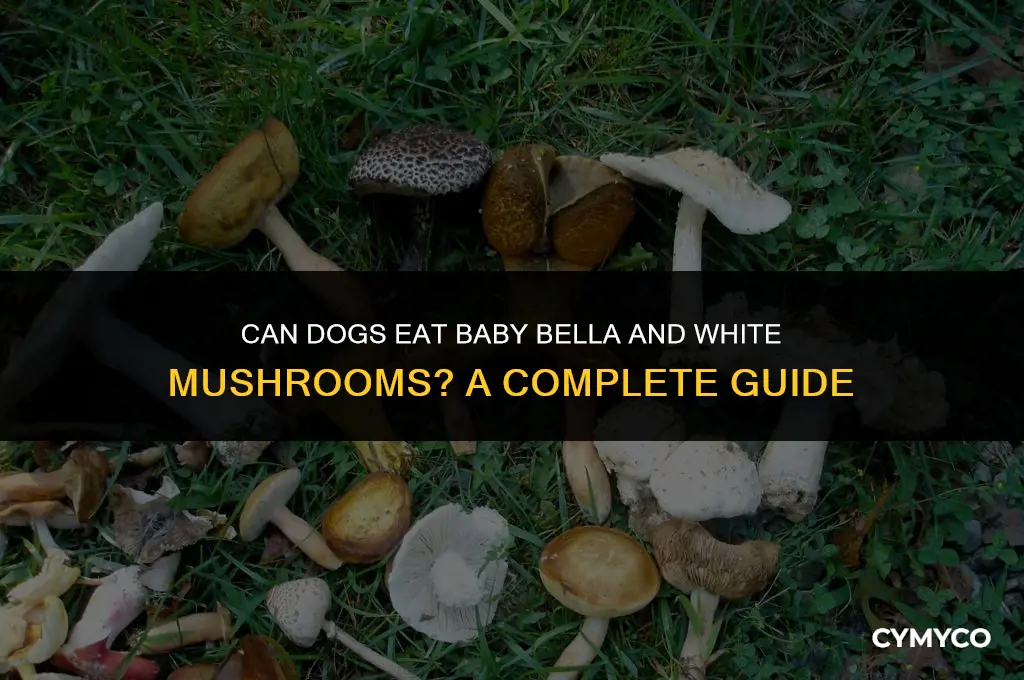 are baby bella mushrooms and white mushrooms good for dogs