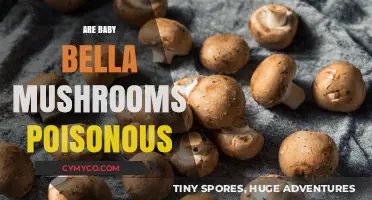 Exploring the Edibility of Baby Bella Mushrooms: Are They Safe?
