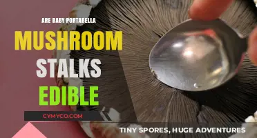 Exploring Edibility: Baby Portabella Mushroom Stalks Uncovered