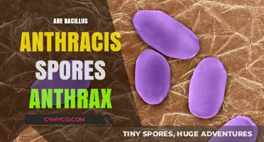 Unveiling the Truth: Bacillus Anthracis Spores and Anthrax Connection