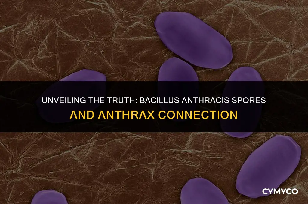 are bacillus anthracis spores anthrax
