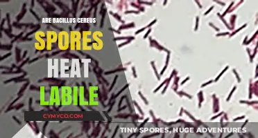 Heat Sensitivity of Bacillus Cereus Spores: A Comprehensive Guide