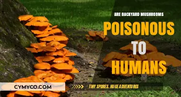 Exploring the Edibility of Backyard Mushrooms: A Guide for Foragers