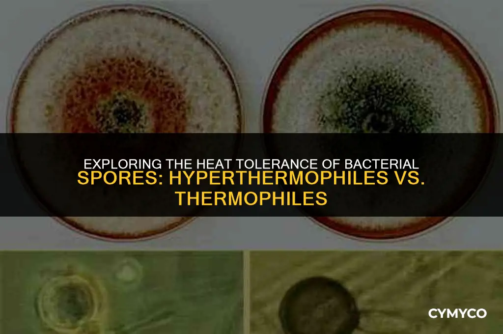 are bacteria spores hyperthermophiles or thermophiles