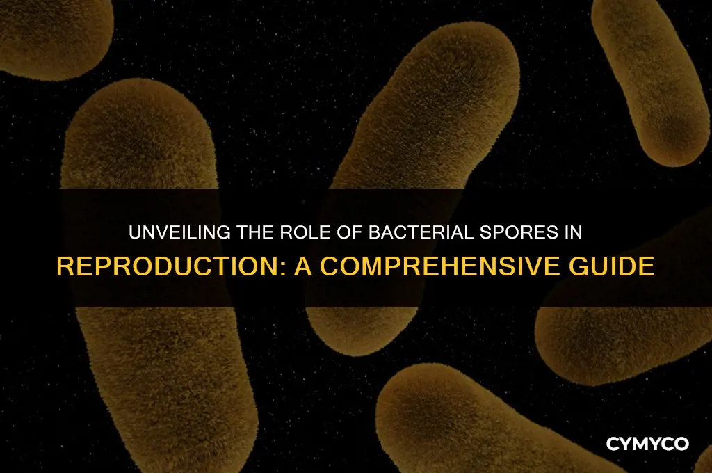 are bacterial spores involved in reproduction