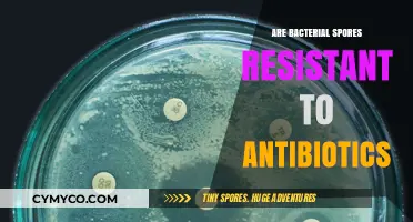 Unveiling the Truth: Are Bacterial Spores Really Antibiotic-Resistant?