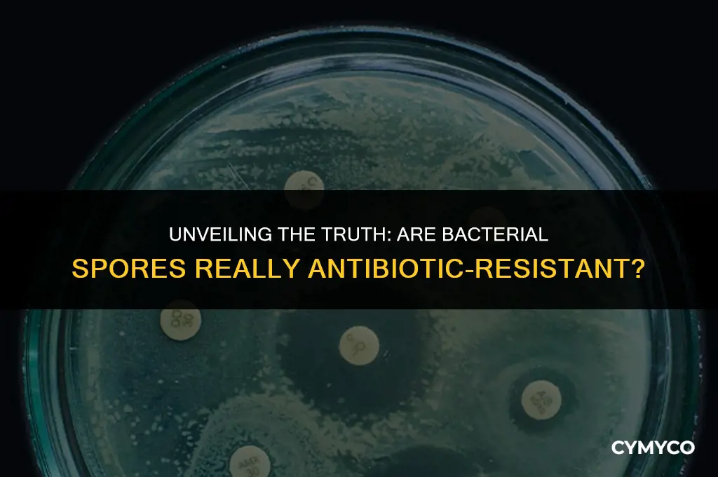 are bacterial spores resistant to antibiotics