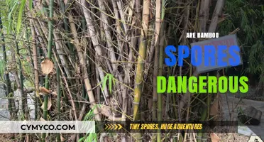 Unveiling the Truth: Are Bamboo Spores a Hidden Danger?