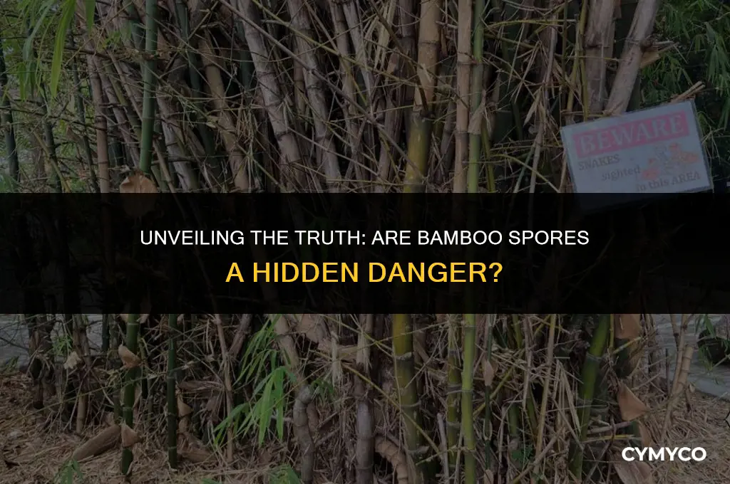 are bamboo spores dangerous