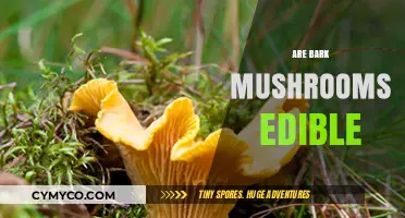 Exploring the Edibility of Bark Mushrooms: A Comprehensive Guide