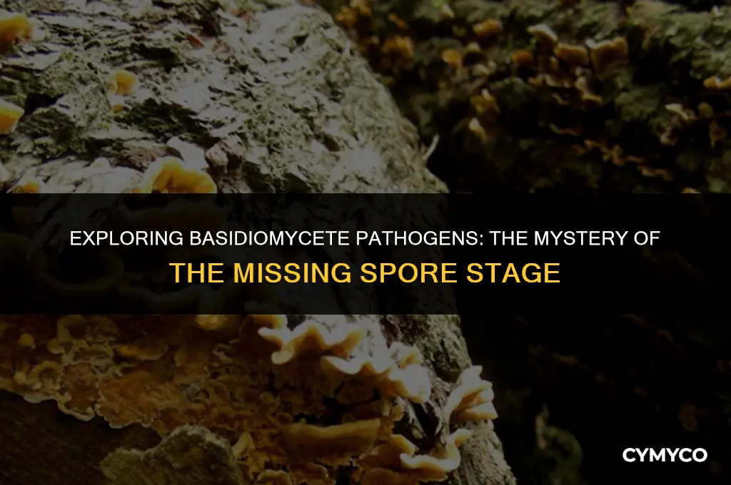 are basidiomycete pathogens with no spore stage monocyclic