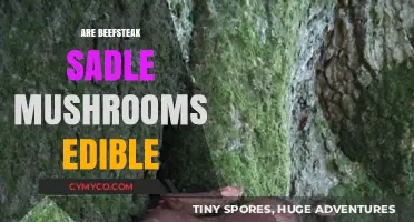 Exploring Edibility: The Truth About Beefsteak Saddle Mushrooms
