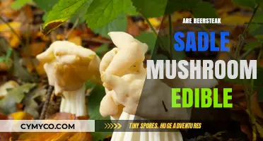 Exploring Edibility: Are Beersteak Saddle Mushrooms Safe to Eat?
