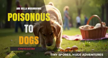 Toxic Truth: Are Bella Mushrooms Safe for Your Canine Companion?