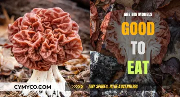 Savoring Spring's Bounty: The Delight of Big Morels