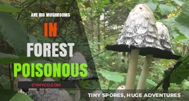 Exploring the Forest's Hidden Dangers: Are Big Mushrooms Poisonous?