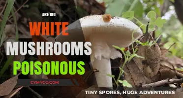 Are Big White Mushrooms Poisonous? A Guide to Safe Foraging