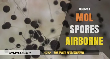 Unveiling the Truth: Are Black Mold Spores Airborne?