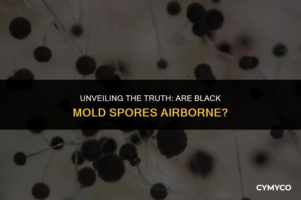 are black mol spores airborne