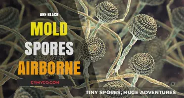 Unveiling the Truth: Can Black Mold Spores Travel Through the Air?