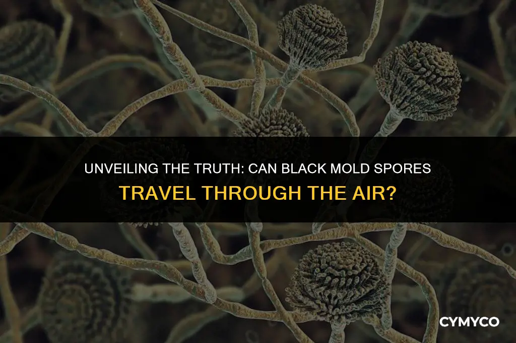 are black mold spores airborne