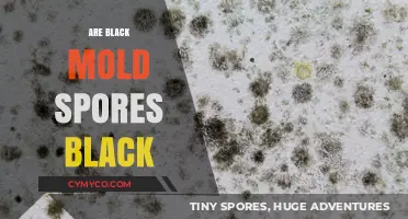 Unveiling the Truth: Are Black Mold Spores Really Black?