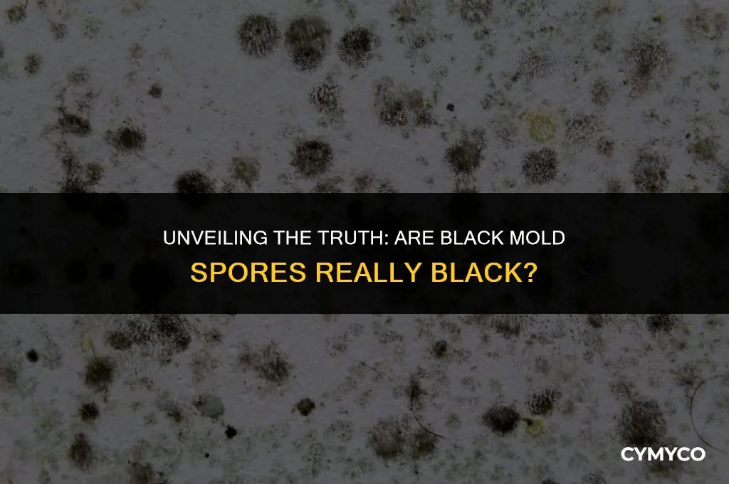 are black mold spores black