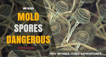 The Hidden Menace: Unveiling the Dangers of Black Mold Spores