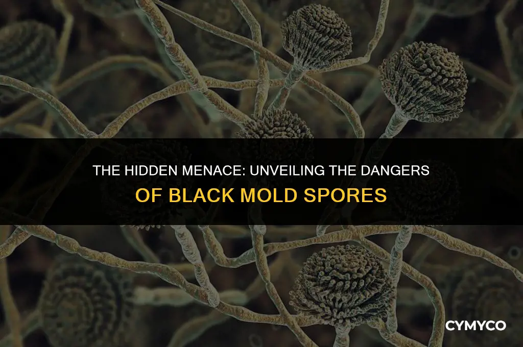 are black mold spores dangerous