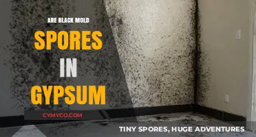 Unveiling the Truth: Black Mold Spores in Gypsum - A Comprehensive Guide