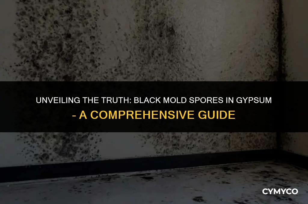 are black mold spores in gypsum