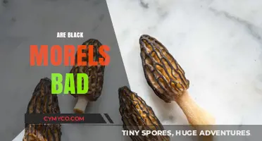 Exploring the Edibility and Safety of Black Morels: A Comprehensive Guide