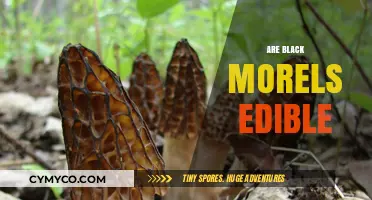 Exploring the Edibility and Delights of Black Morels