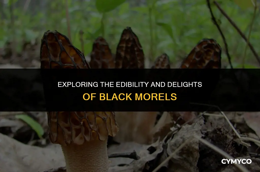 are black morels edible