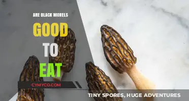 Savoring the Wild: Are Black Morels a Culinary Delight?