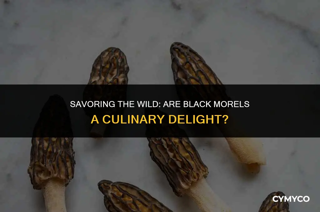 are black morels good to eat