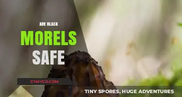 Exploring the Safety and Delights of Black Morels