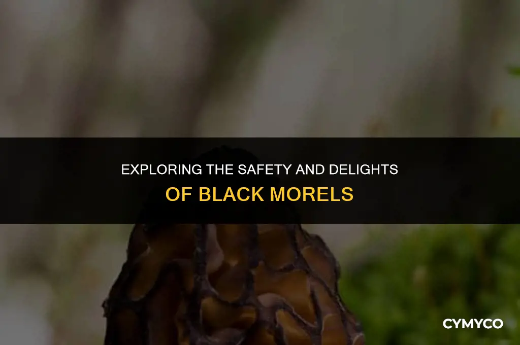 are black morels safe