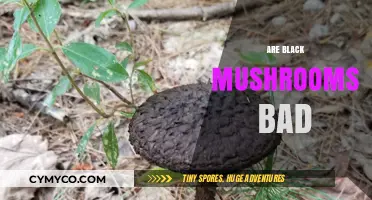 Are Black Mushrooms Safe to Eat? Facts and Myths Explained