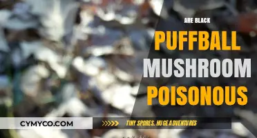 Exploring the Edibility of Black Puffball Mushrooms: A Comprehensive Guide